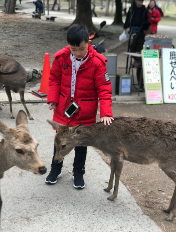 日本奈良小鹿2.png